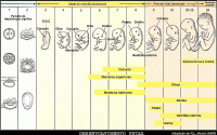 /album/galeria-de-fotos-pagina-inicial3/desenvolvimento-fetal-gif/