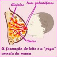/album/galeria-de-fotos-pagina-inicial2/amamentacao-como-a-ocitocina-e-produzida-no-cerebro-jpg/